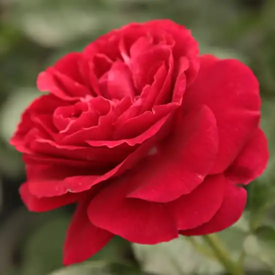 Trandafiri Floribunda - Trandafiri - Bordeaux® - 